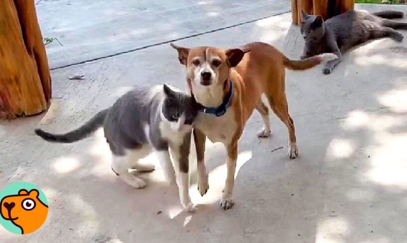 Stray Dog Walks Into Cat Sanctuary. What Happened Next Changed Everything | Cuddle Buddies