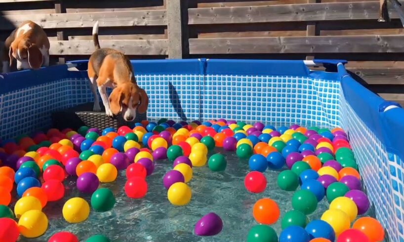 Surprise! Beagle Dogs Enjoy a Ball Pit Pool Party!