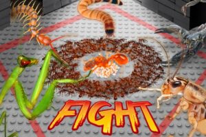 Survival Battle: The Ant Army vs 5 Terrifying Predators! 🐜😱ANTTREK