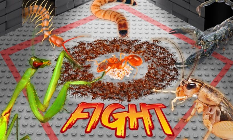 Survival Battle: The Ant Army vs 5 Terrifying Predators! 🐜😱ANTTREK