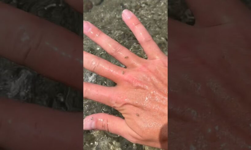 THIS is Why YOU NEVER Play With Sand PIRANHAS! #shorts