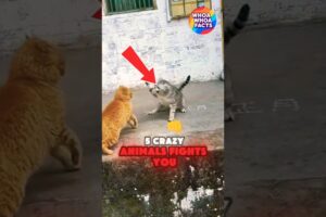 TOP 5 CRAZY ANIMALS FIGHTS YOU WON'T BELIEVE!😱😨