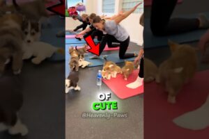 The CUTEST Puppies in Yoga Class 🐶🧘‍♀️#shorts
