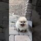 The Cutest Puppies Ever