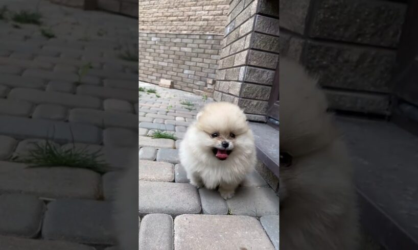 The Cutest Puppies Ever