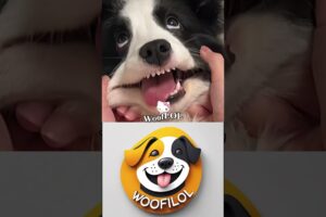 The Cutest Puppies That Will Melt Your Heart #dog #funny #memes
