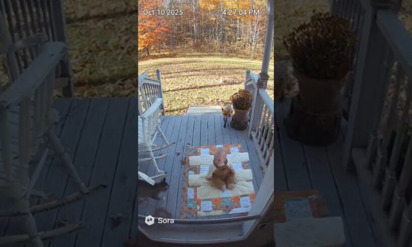 The Fox and the Baby Suspense Version #shorts #soraai