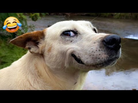 The Funniest Dog Fails of 2025 | Best Cute Puppies and Funny Dogs Compilation 😂