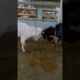 The Goats Sisters Play #shorts #shorts #animals #cattletrading