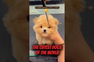 The Last Dog Is TOO CUTE 😭 | Cutest Dogs Compilation #shorts
