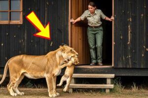 The Lioness Asked Rangers to Save Her Cub – What Happened Next Was Unbelievable. Wild Rescue Stories