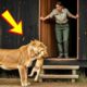 The Lioness Asked Rangers to Save Her Cub – What Happened Next Was Unbelievable. Wild Rescue Stories
