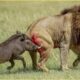 The Most Terrifying Lion Attacks Ever Caught on Camera! | Animal Fights