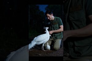 The Most Unlikely Animal Friends