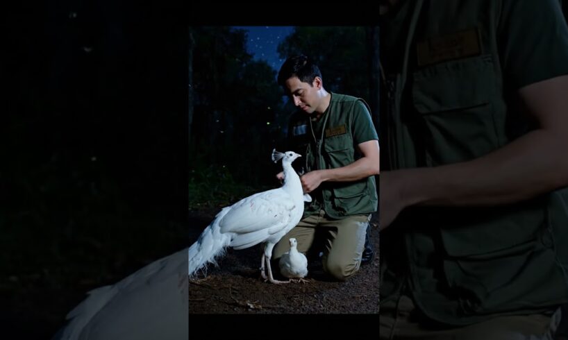 The Most Unlikely Animal Friends