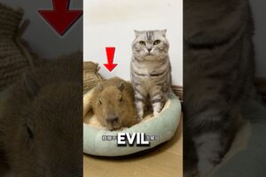 The Only Evil Capybara In The World❤️#animalshorts #animals #pets
