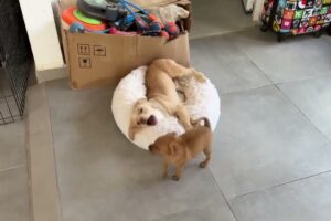 The Two Cutest Puppies Together! 🥹 - Takis Shelter