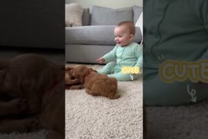 The coordination between the baby and the puppies makes the mother laugh #dogshorts #babyshorts