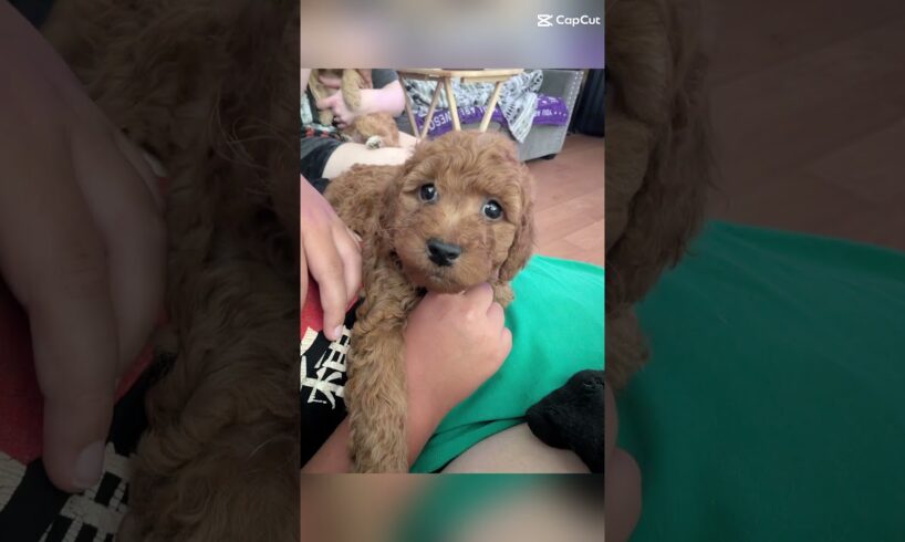 The cutest puppies I have ever seen. Golden Doodles! 🐩🐕