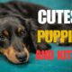 The first steps of the cutest puppies and kittens