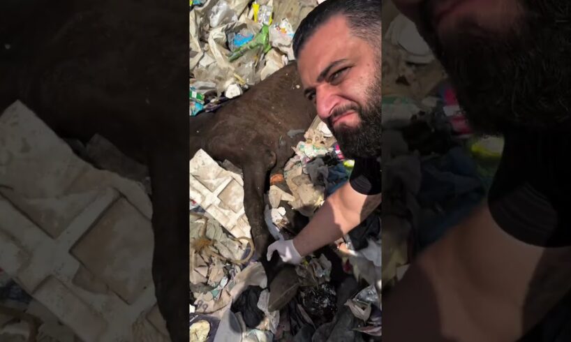 The owner threw the horse in the garbage dump,because it was no longer able to workHow heartbreaking