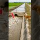 The smart dog called his grandfather to help the stuck cow #goldenretriever #rescueefforts #rescue