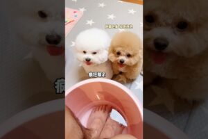 These cute puppies also wanted to relax in water
