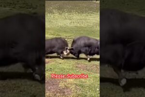 They had to fight under the influence of others.
