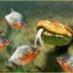 This Python Was Doomed! Deadliest Piranha Attacks Caught On Camera | Animal Fights
