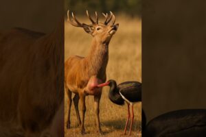 This Stork Saved a Deer in Pain Unbelievable Rescue