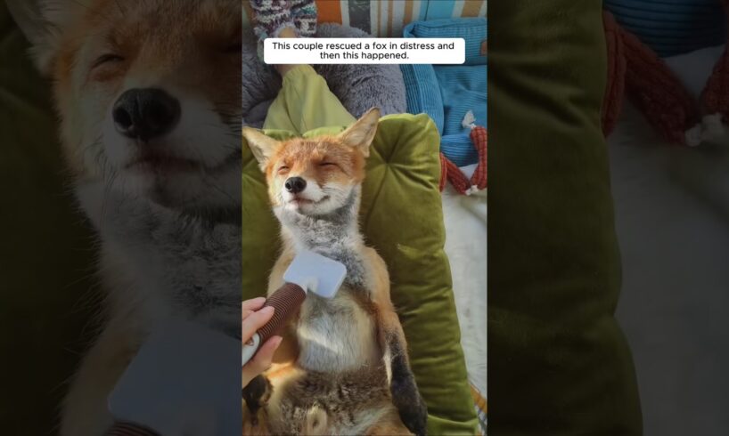 This couple rescued a fox in distress and then this happened.