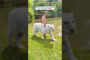 This family adopted a lost white tiger cub and raised him with love