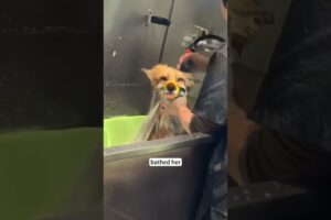 This family rescued a fox that had its leg stuck in a fence and this happened