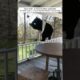 This family rescued a helpless bear cub and then something magical happened