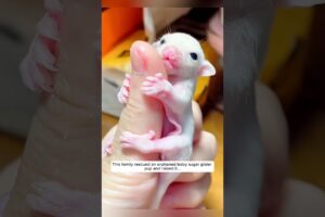 This family rescued an orphaned baby sugar glider pup and raised it