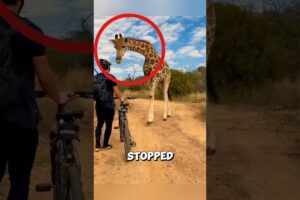 This giraffe stops cyclist to save his friend ❤️ #giraffe