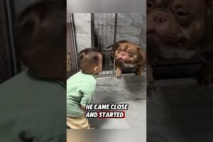This little boy adopted a dog, and then this happened... #dog #animals