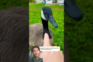 This man rescued a goose in distress from the river and then... #animalshorts#animalrescue