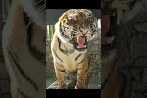 Tiger 261