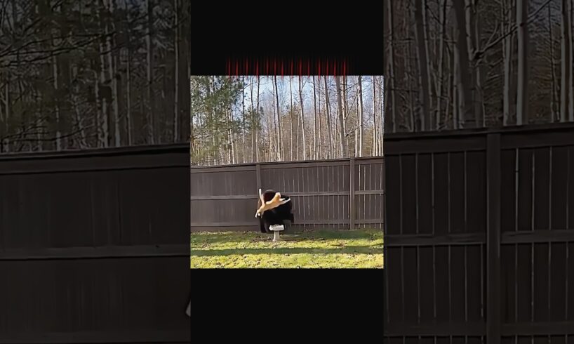 Tiger Runs… But the Cat Fights the Bear 😼 #trending #animals #wildlife #cat #tiger #shorts