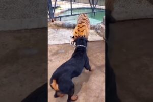 Tiger v/s Doberman fight 😨☠️ #viral #fight #tiger #doberman #feedshorts #ytshorts #explore #comment