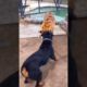 Tiger v/s Doberman fight 😨☠️ #viral #fight #tiger #doberman #feedshorts #ytshorts #explore #comment