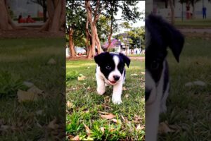 Tiny Cute Puppy Funny Video #puppy #cute #pets #funny #dog #animals #shorts