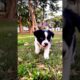Tiny Cute Puppy Funny Video #puppy #cute #pets #funny #dog #animals #shorts