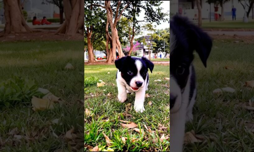 Tiny Cute Puppy Funny Video #puppy #cute #pets #funny #dog #animals #shorts