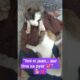 “Tiny puppies playing together 😍🐶”puppies #cutepuppy #puppylove #animals #furryvibes#funny 🤣