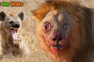 Top 10 Most Savage Animal Fights Ever Caught on Camera