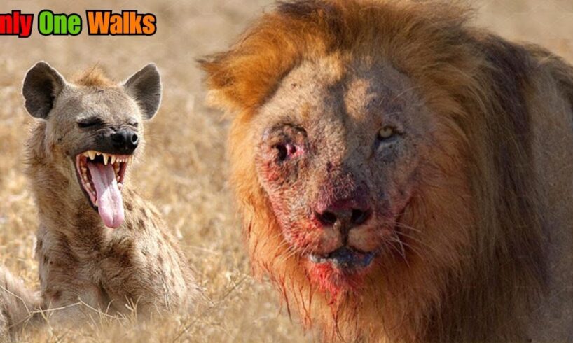 Top 10 Most Savage Animal Fights Ever Caught on Camera