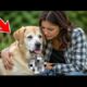 Top 3 Animal Rescue Stories That : Pregnant dogWill TOUCH Your Heart
