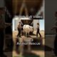 Top 3 Epic Animal Rescues That Deserve a Movie #AIrescue #AIvideo  #AIshorts